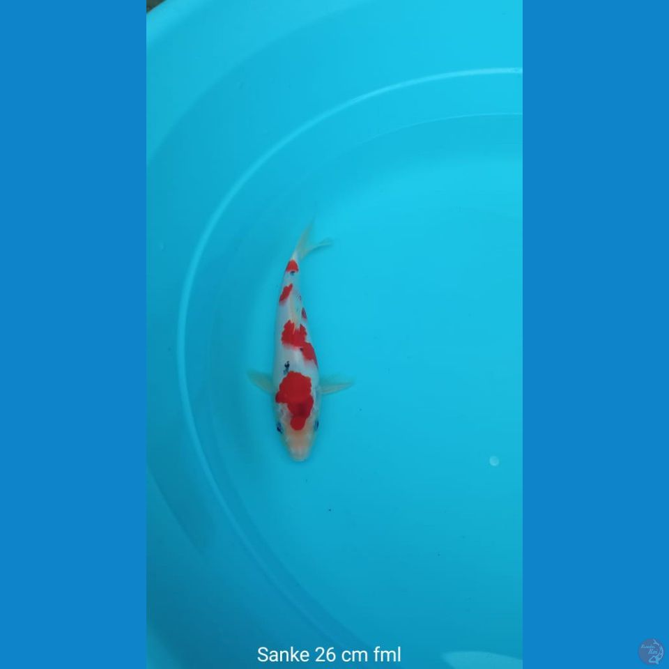 Koi Sanke
