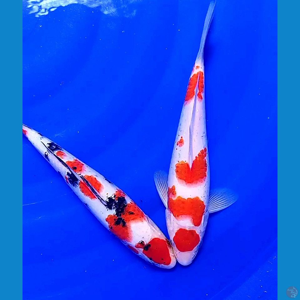 25 cm kohaku sanke