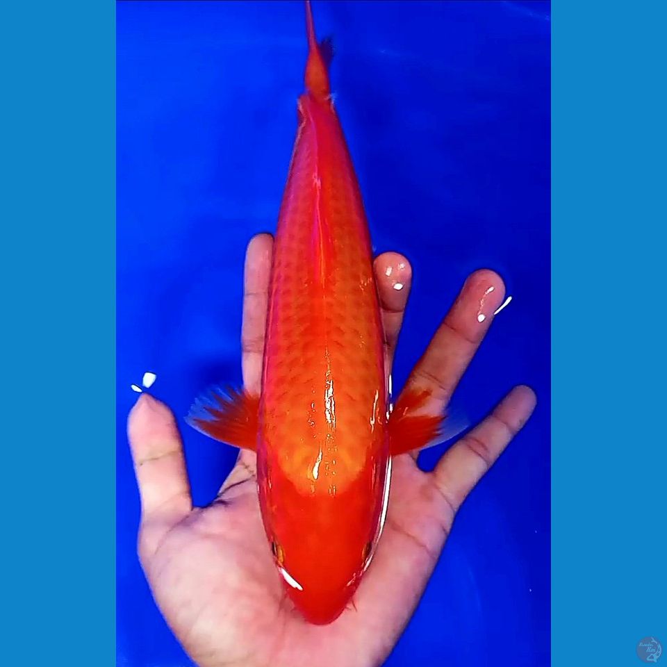 29 cm benigoi strong super tembus male