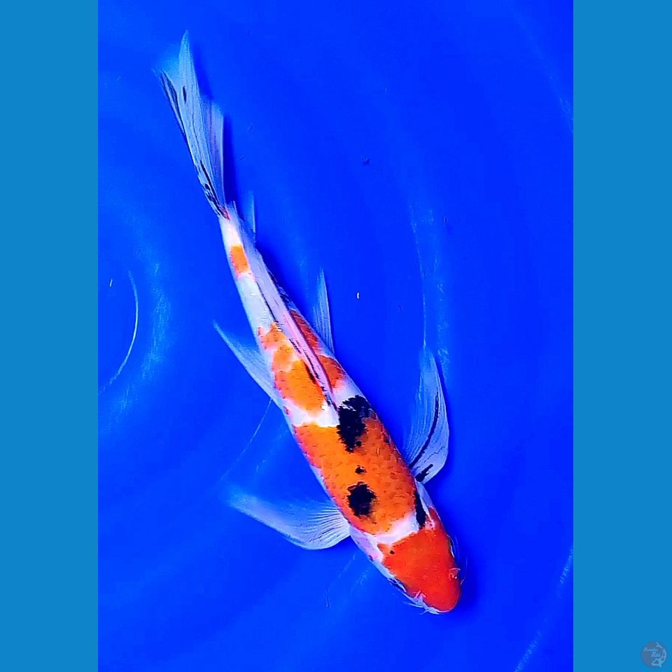 32 cm kumpay