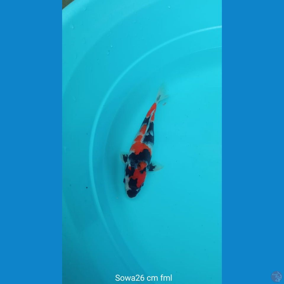 Koi Sowa