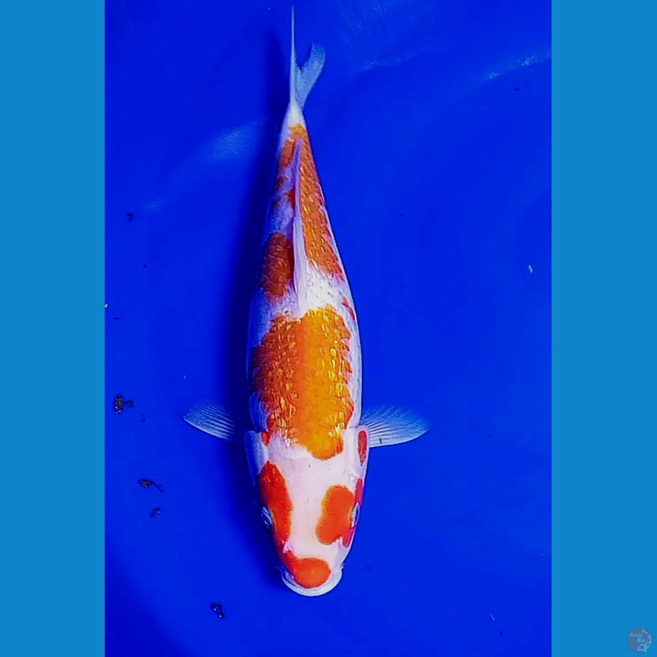 35 cm ginrin bulky fm