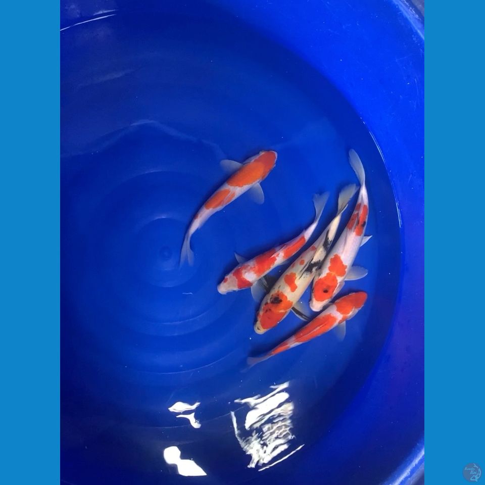showa kohaku