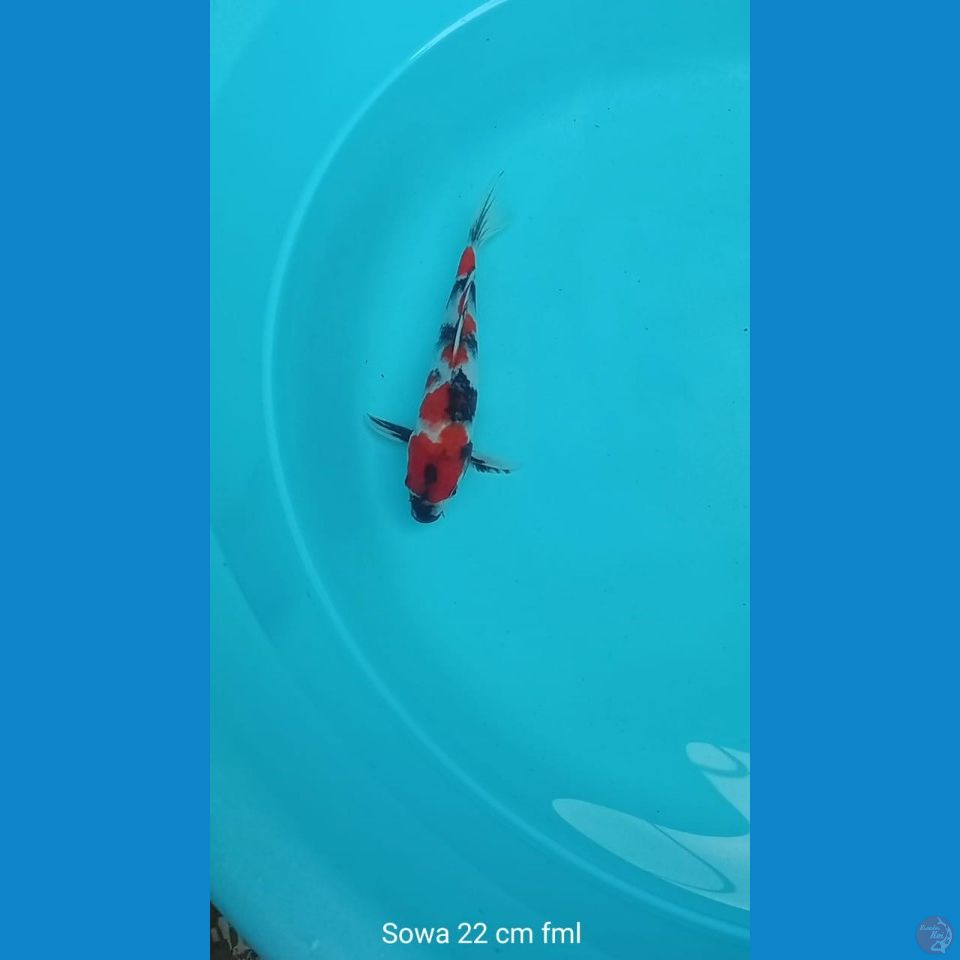Koi sowa