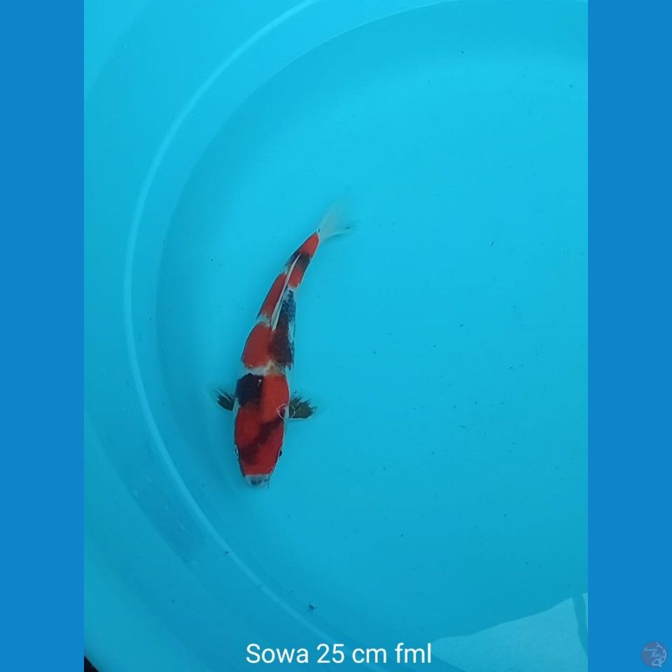 Koi Sowa