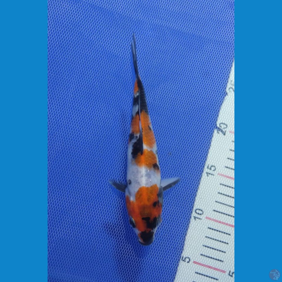 showa alus 16 cm