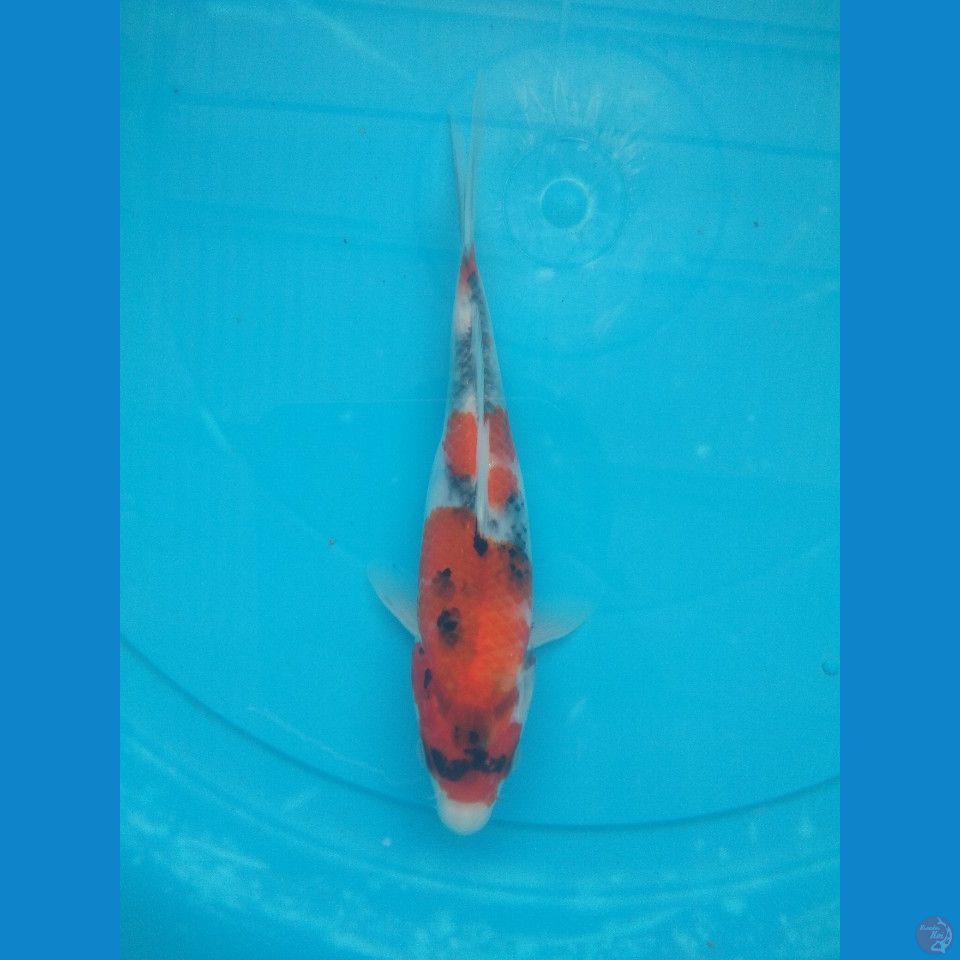 showa 18 cm