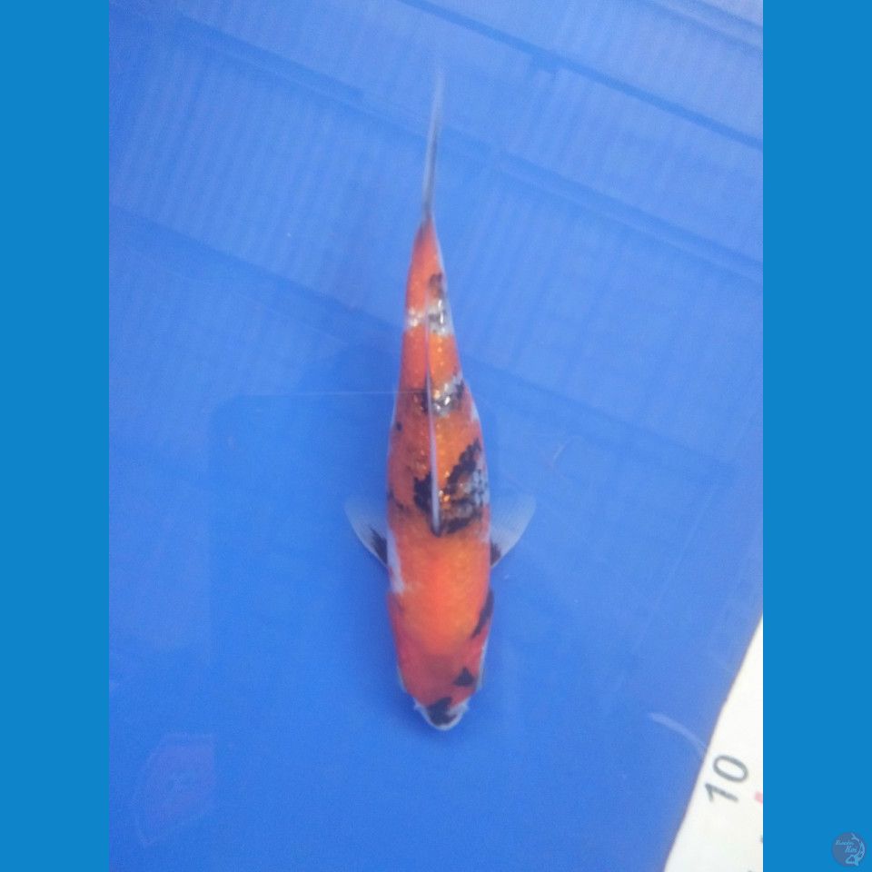 showa ginrin 18 cm