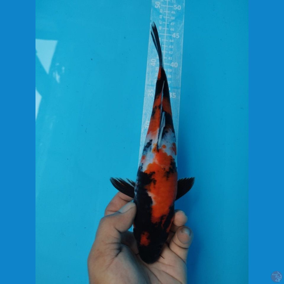 HI SHOWA 29CM JANTAN