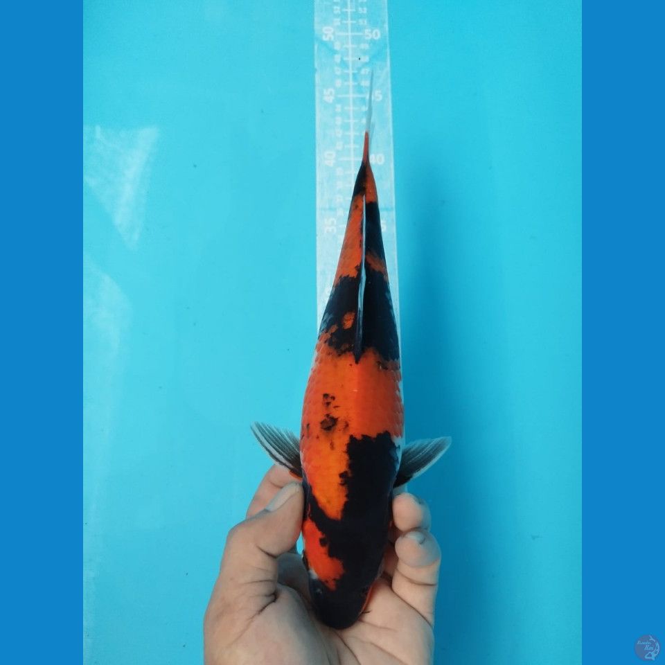 HI SHOWA 29CM FEMALE
