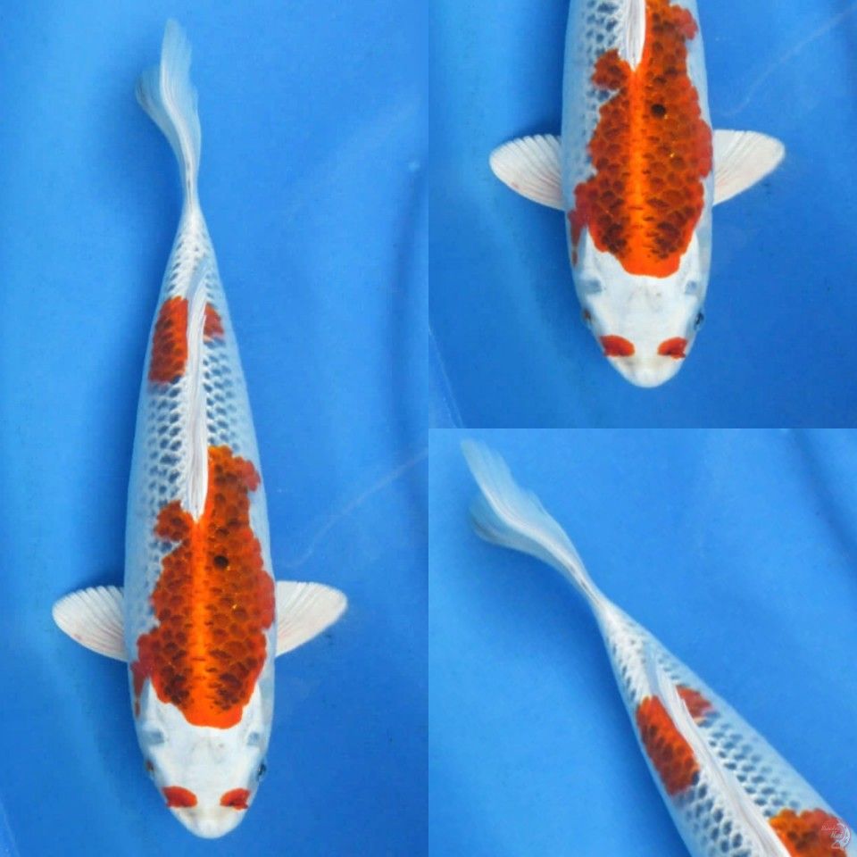 33cm Unique Dobel - Maruten Kujaku
