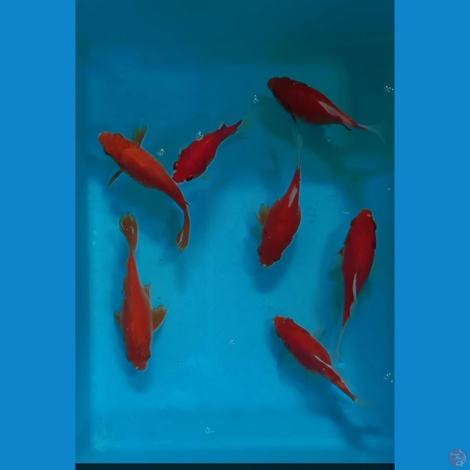 Tamasaba 11 13 cm 7 ekor