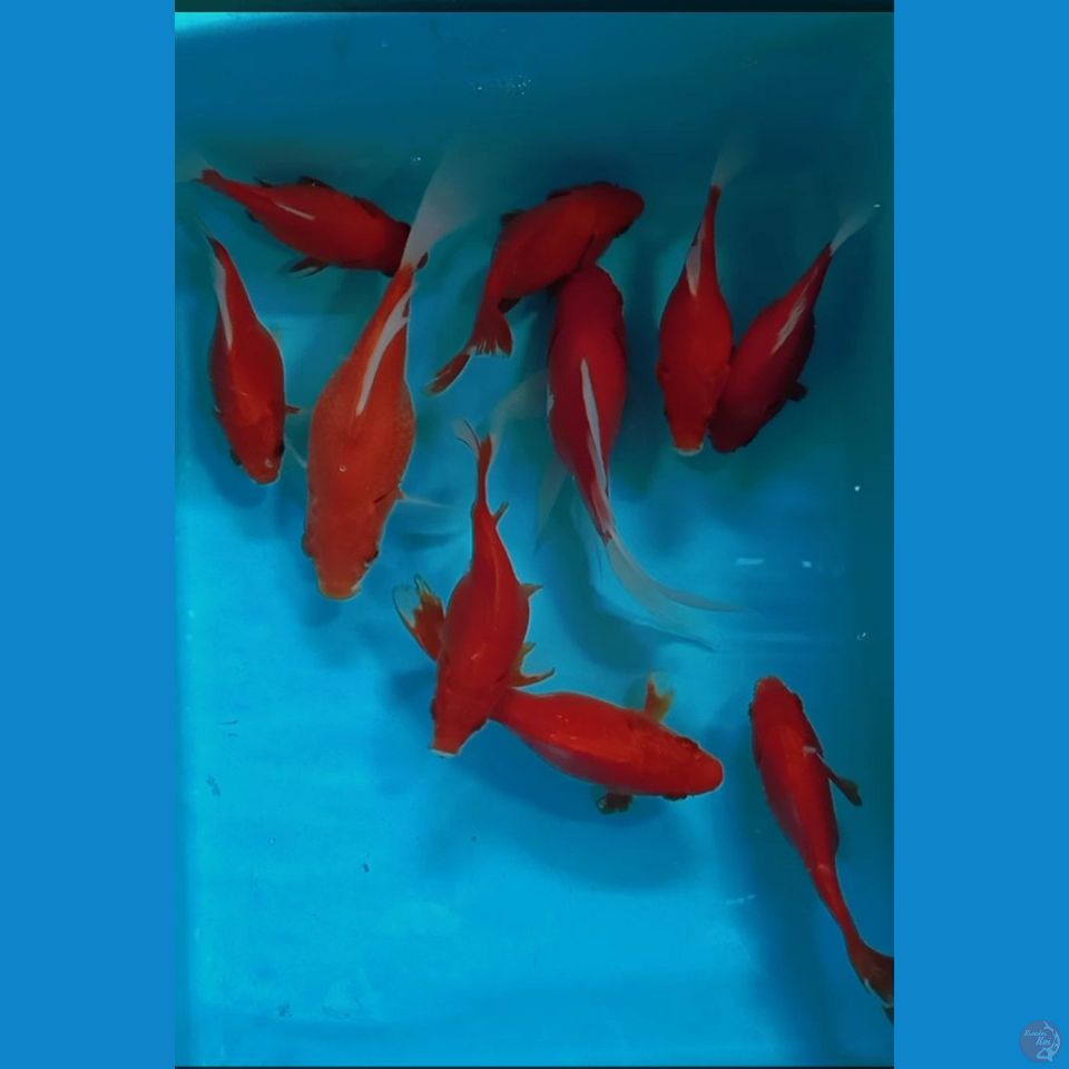 Tamasaba jumbo 11 18 cm 10 ekor