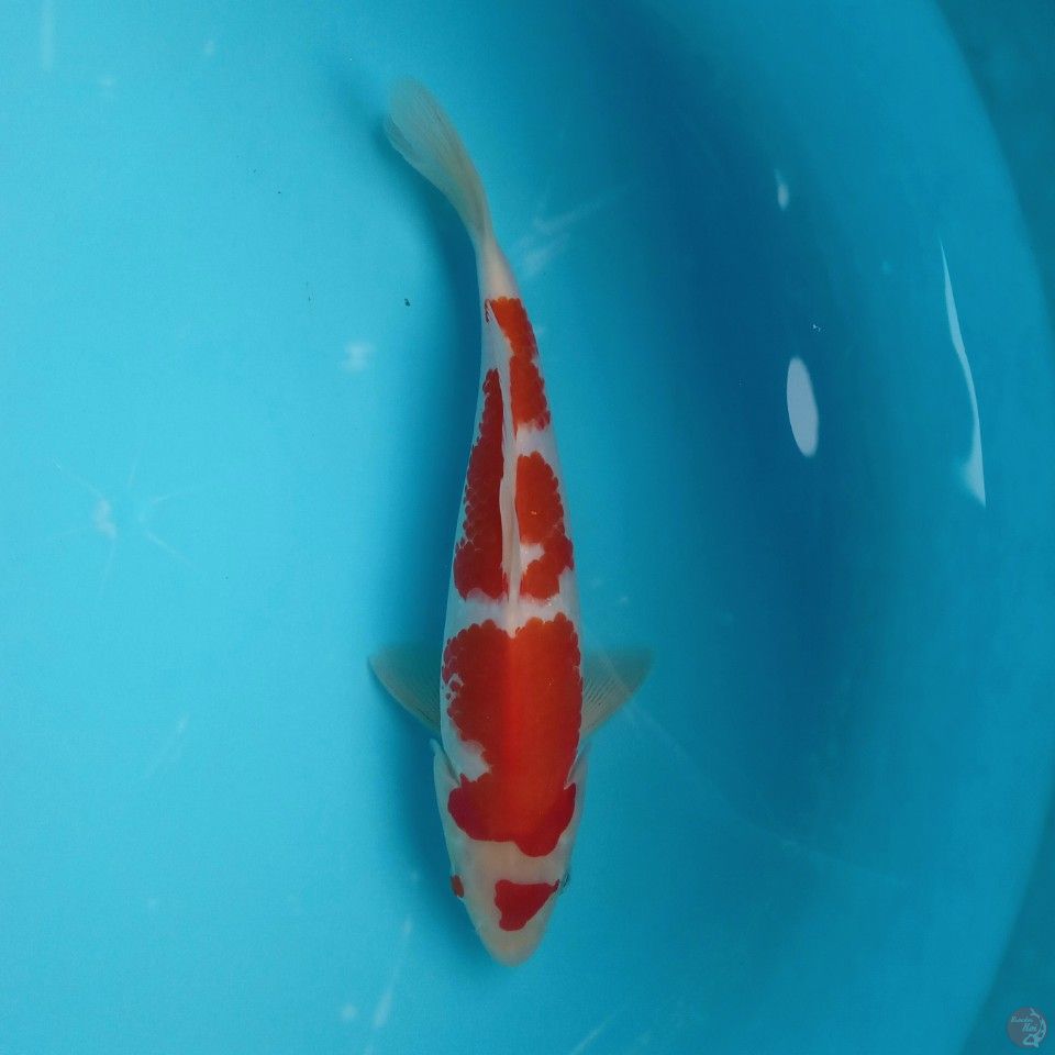 KOHAKU HQ ORI 27CM