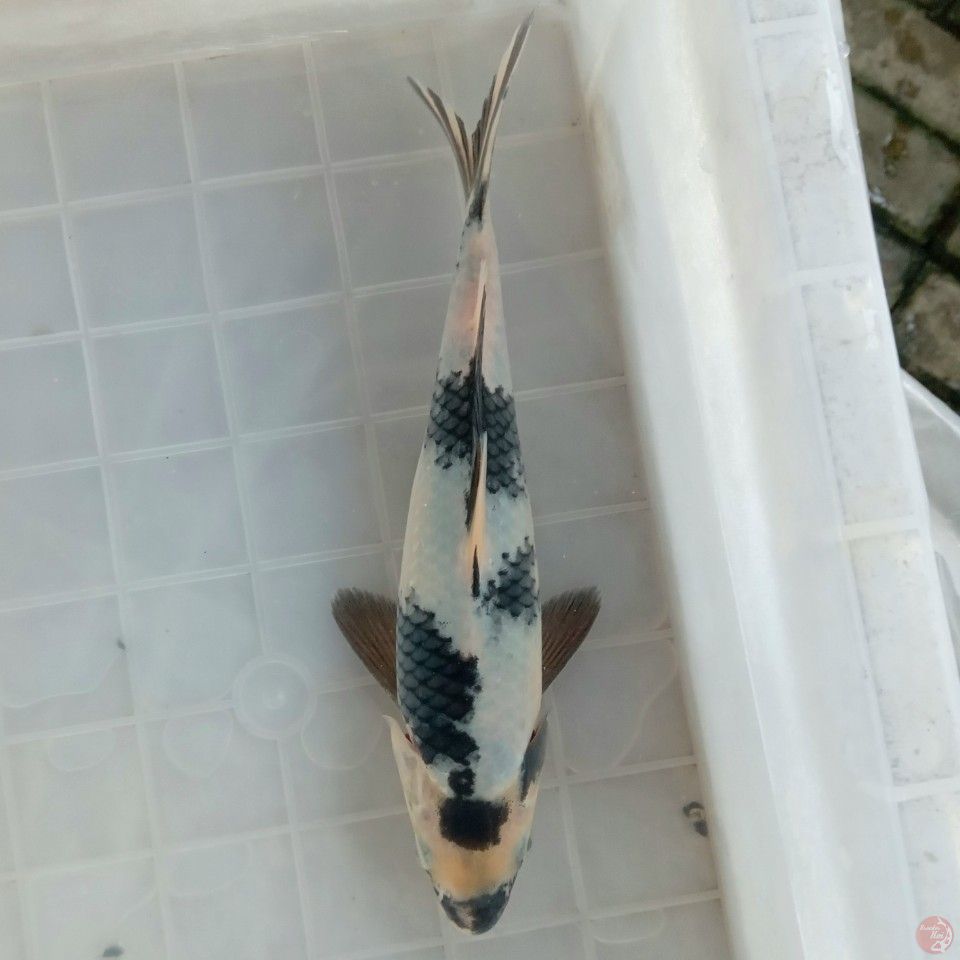SHIRO GALAK 23CM