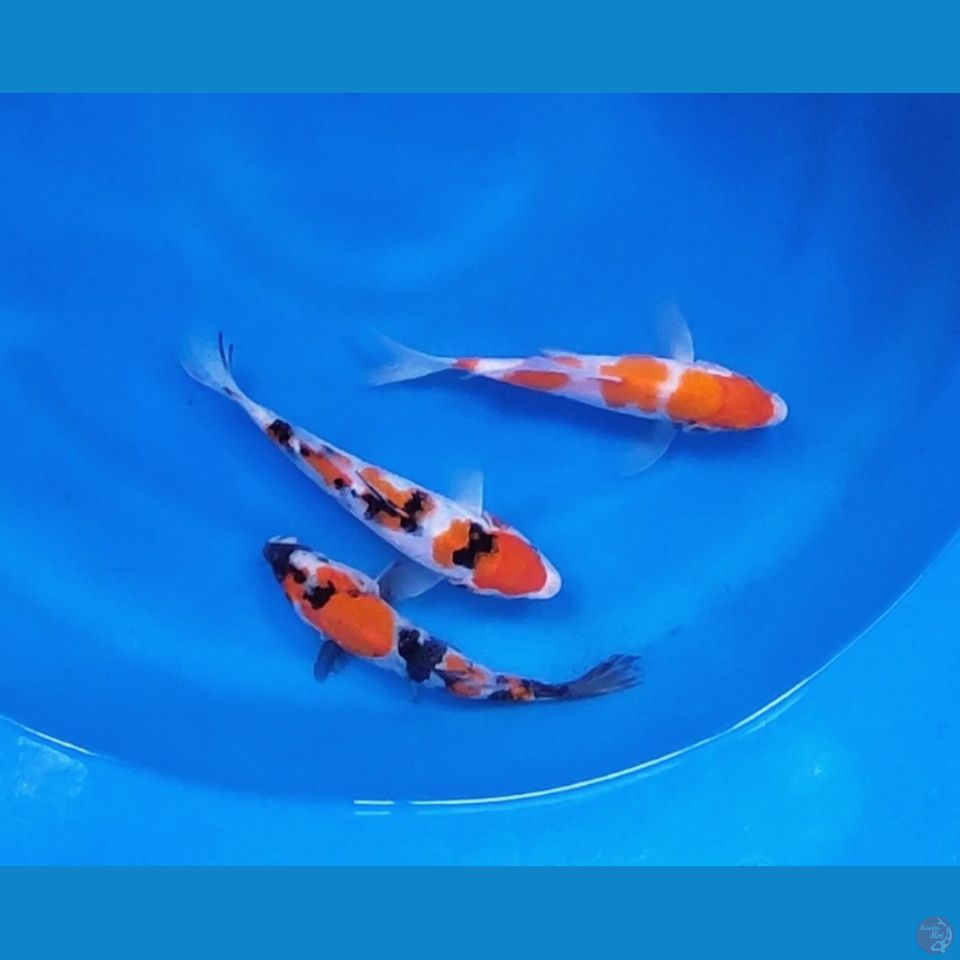 mix 3 ekor 20cm