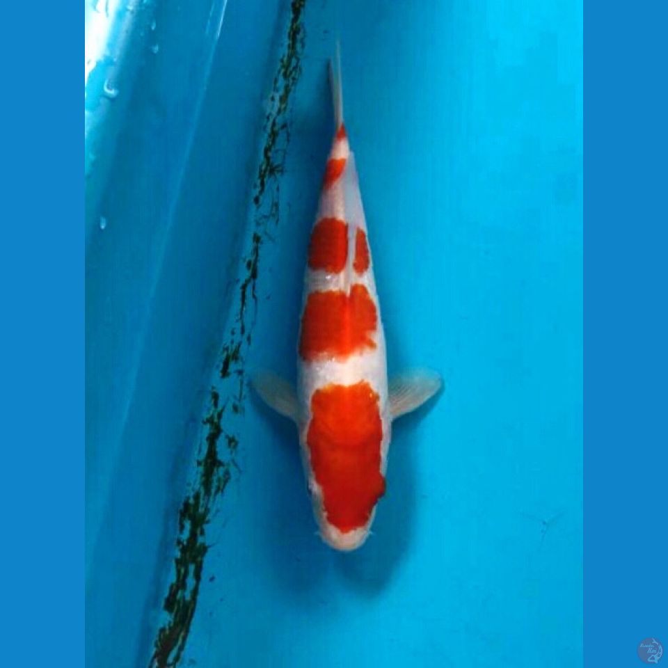 kohaku 22cm