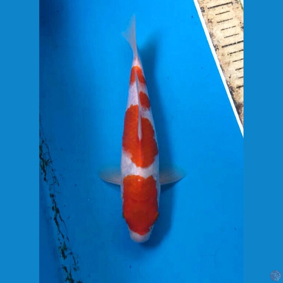 kohaku 23cm