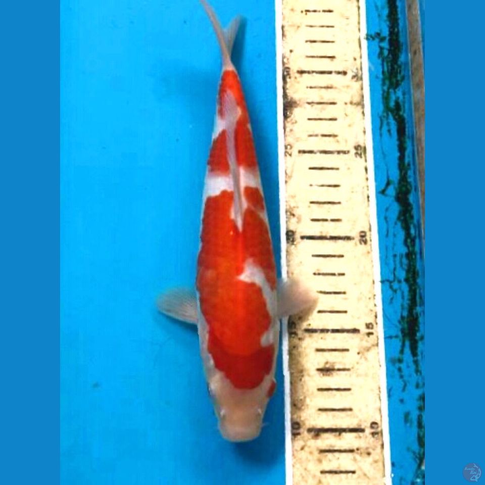 kohaku 23cm