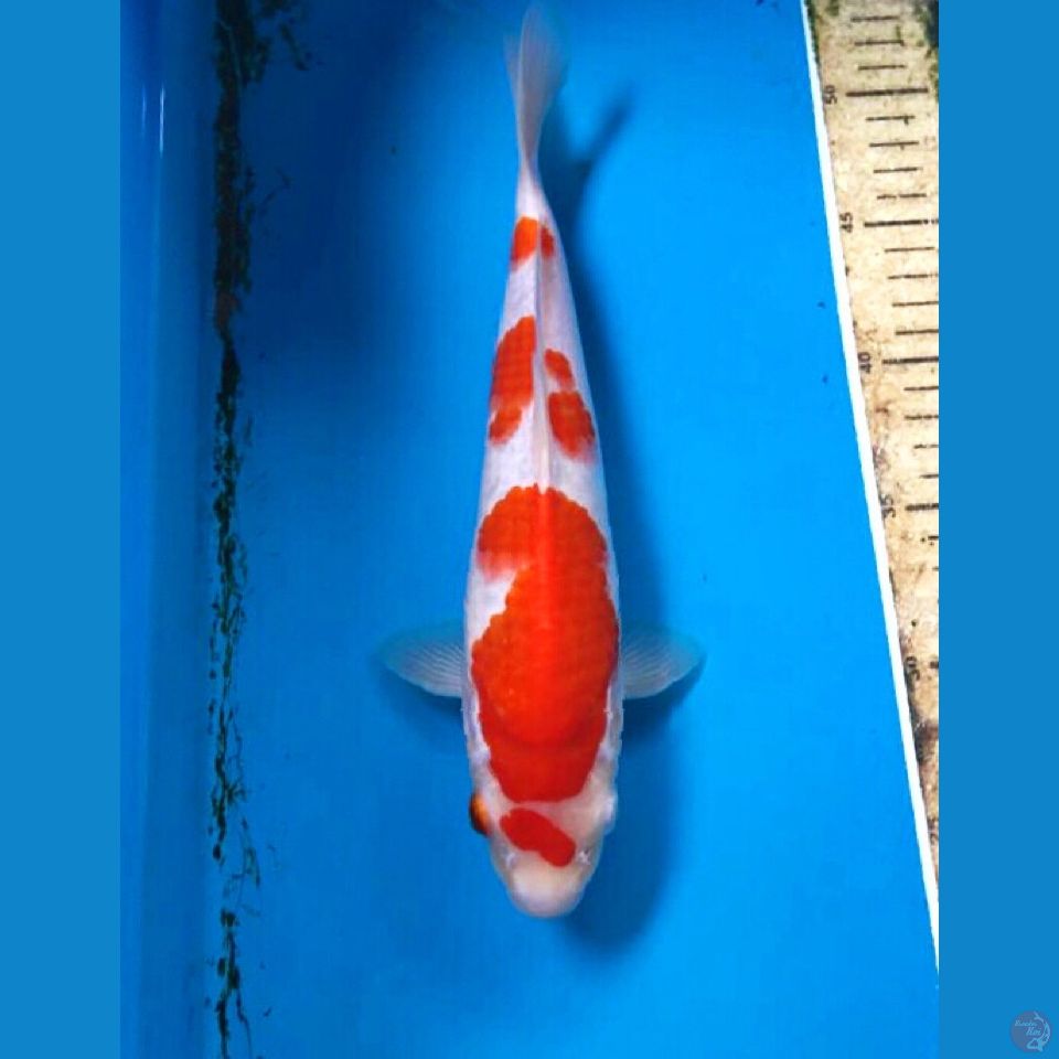 kohaku 28cm