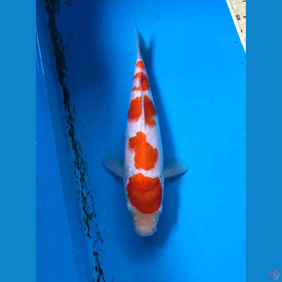 kohaku 22cm