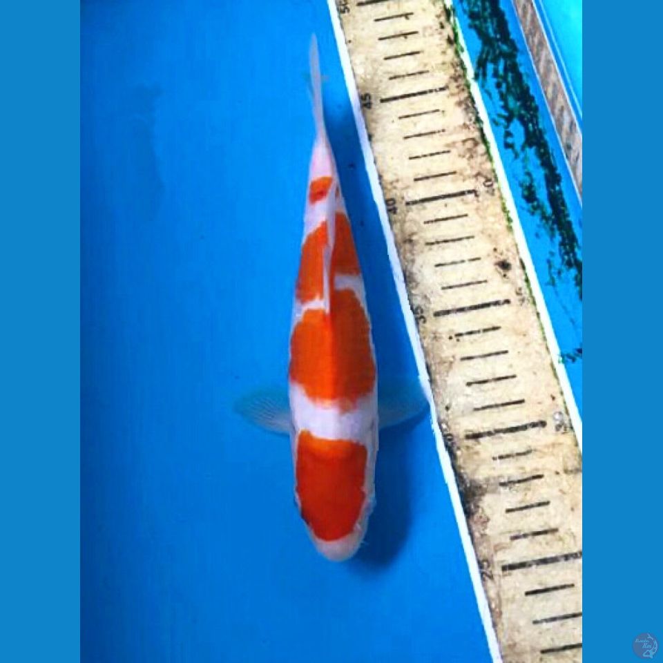 kohaku 20cm