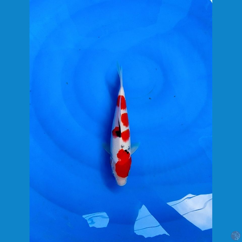 SANKE AGRO KOI