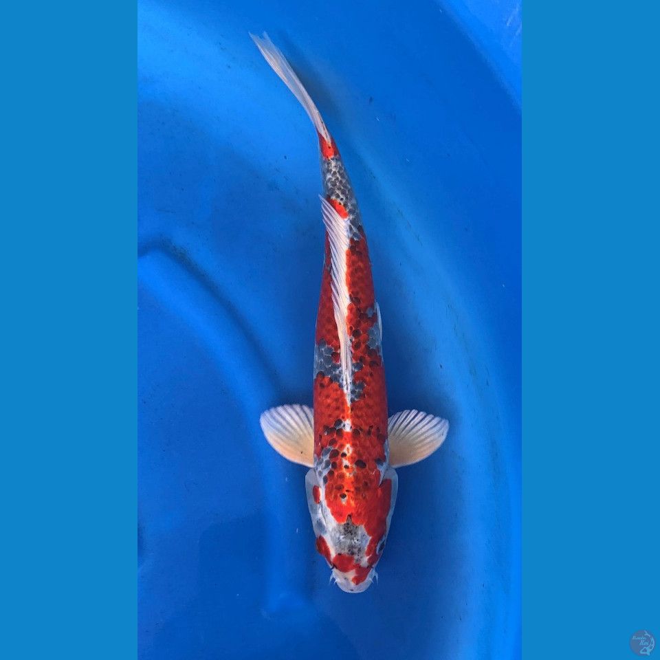 Beni Gingga kujaku 45Cm
