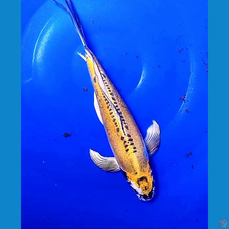 34 cm yellow kikokuryu