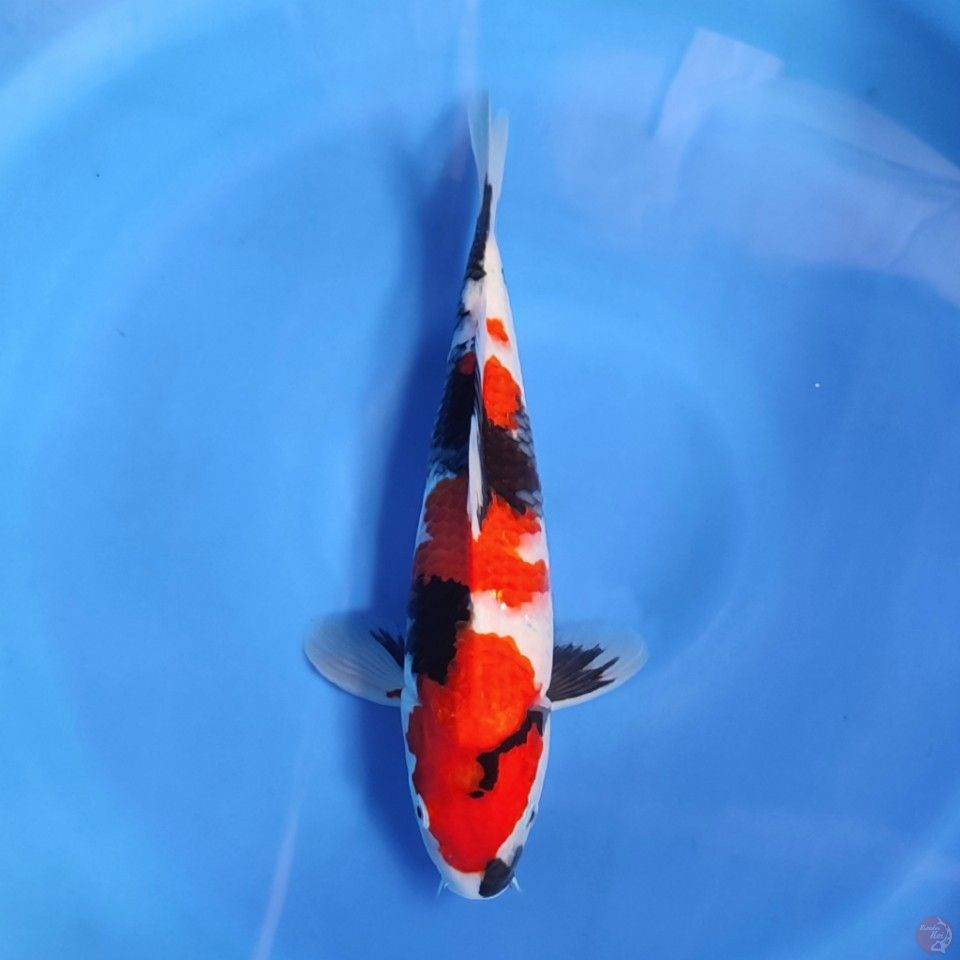 SHOWA - showa male 32cm