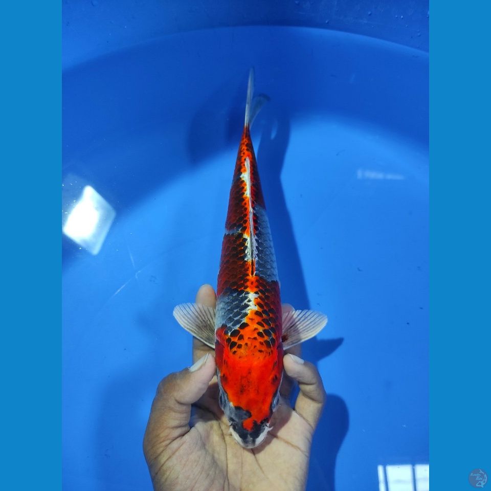 BENI GINGGA 27CM MALE