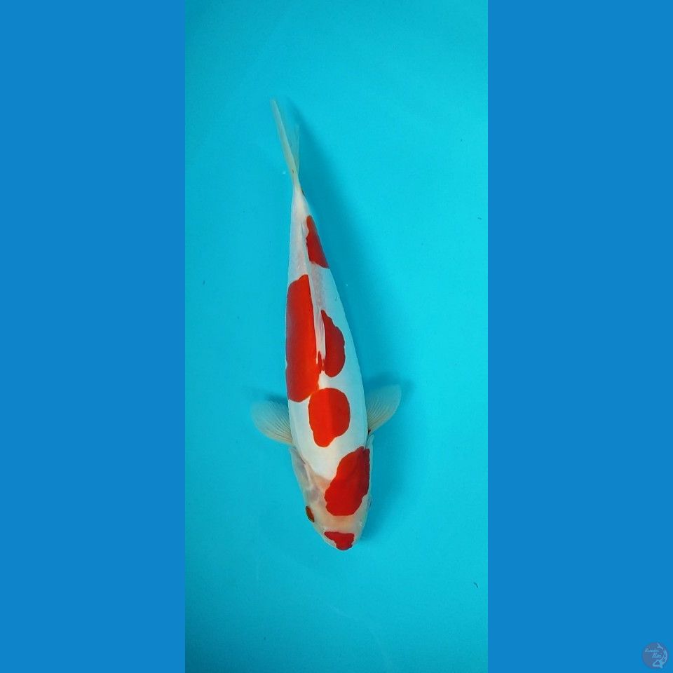 Doitsu kohaku murni 32 cm 