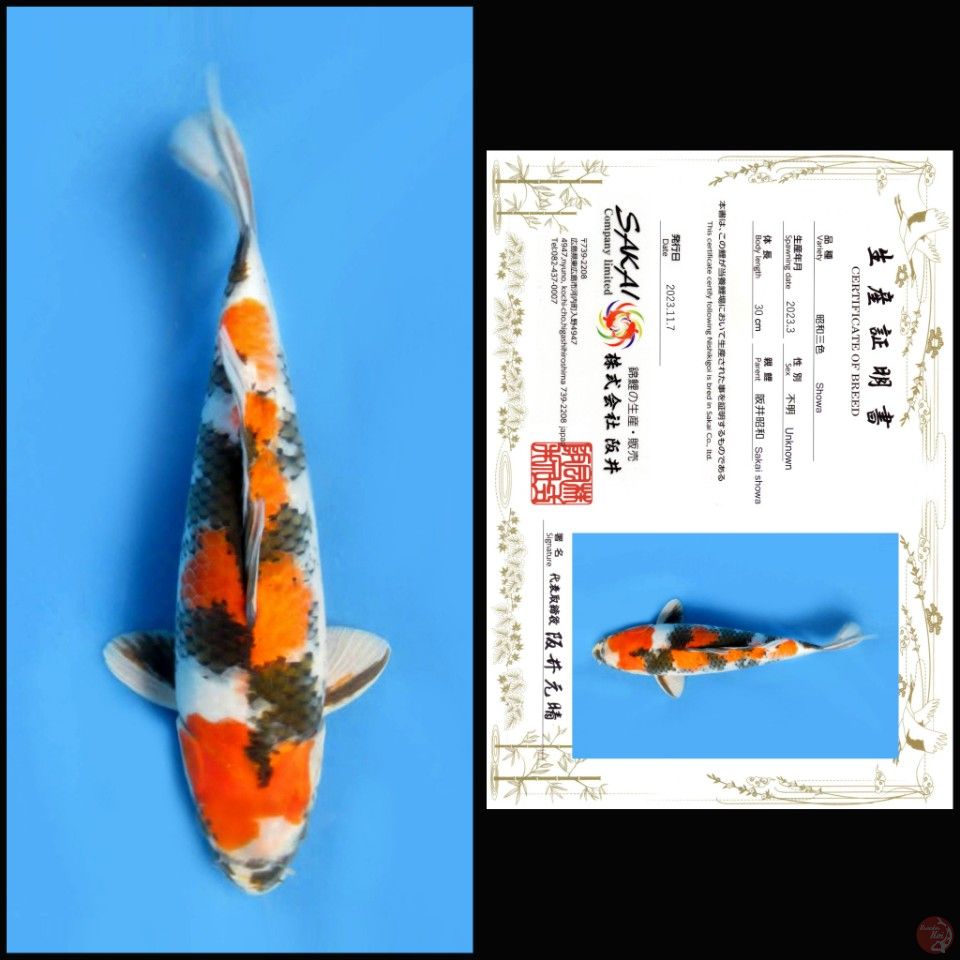 SHOWA SAKAI 30CM