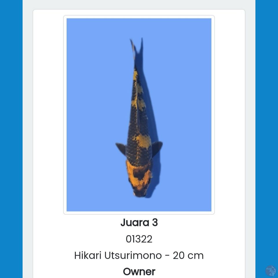 Hikari Utsurimono 22cm SQ