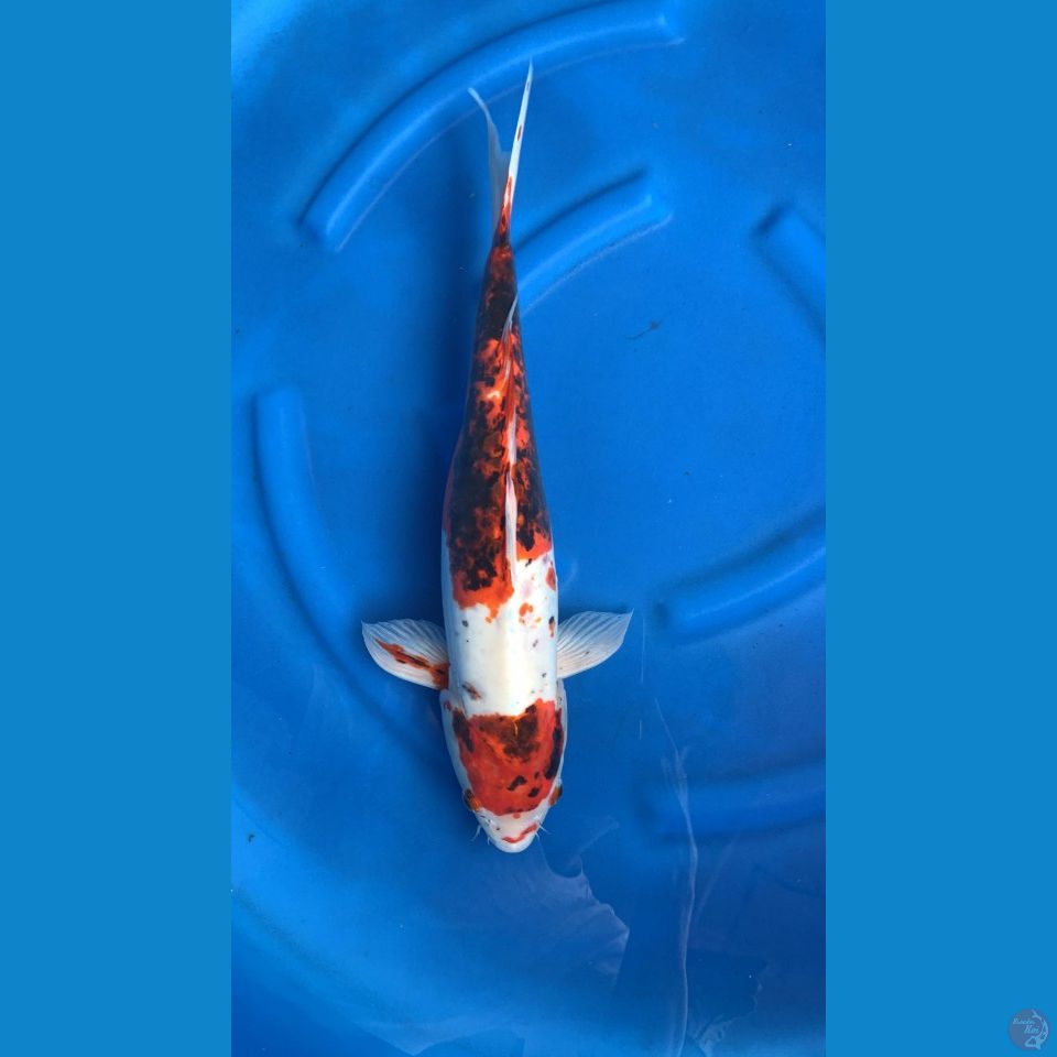 Shocikubai 50 Cm