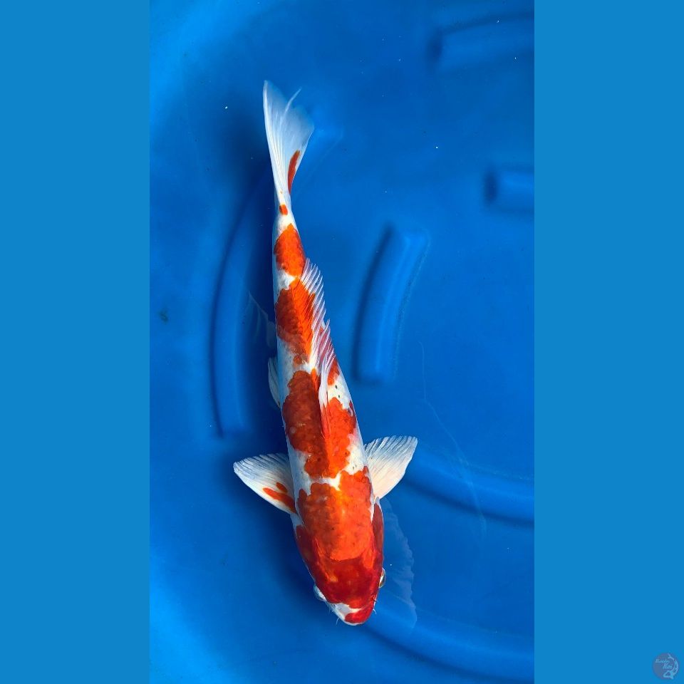Sakura Ogon 47 Cm