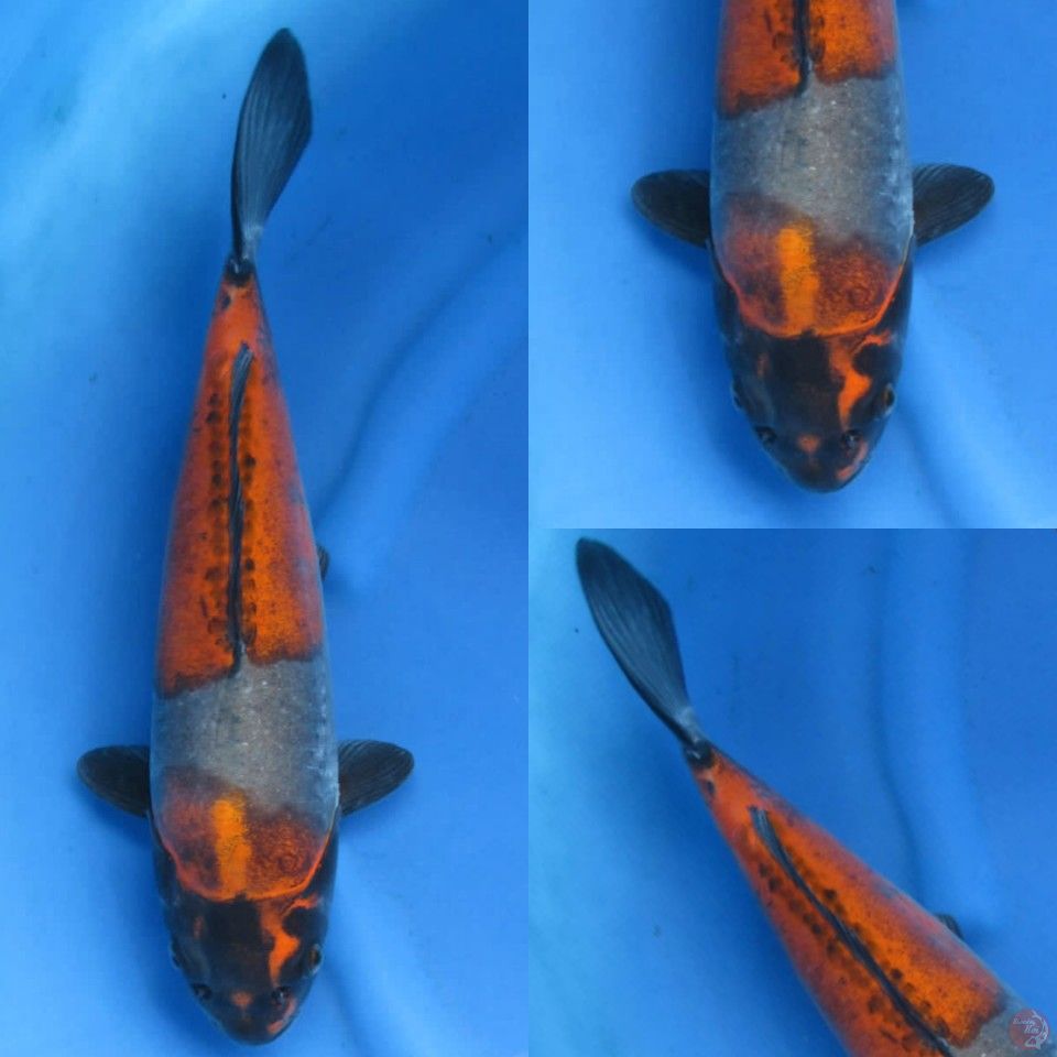 43cm, Benikkiko