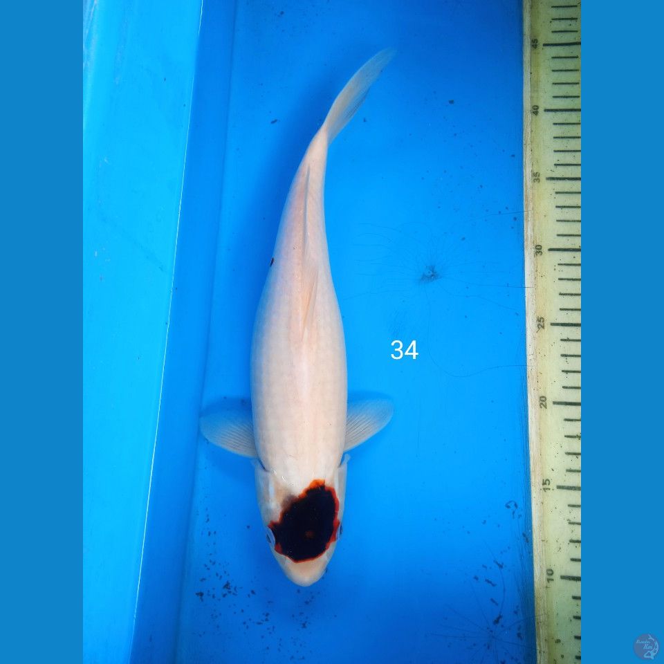 tancho goromo 34cm
