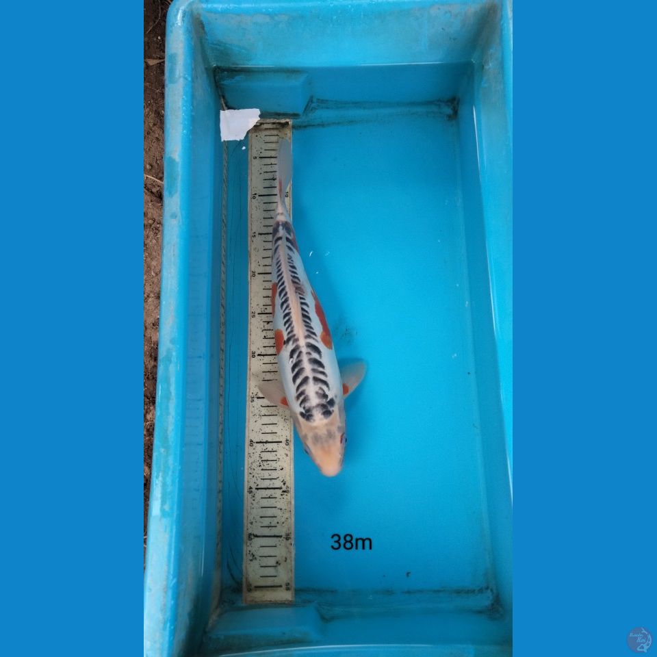 shusui 38cm m
