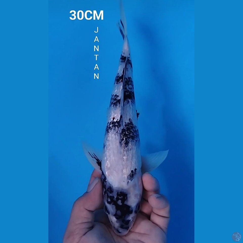 SHIRO GINDRIN 30CM