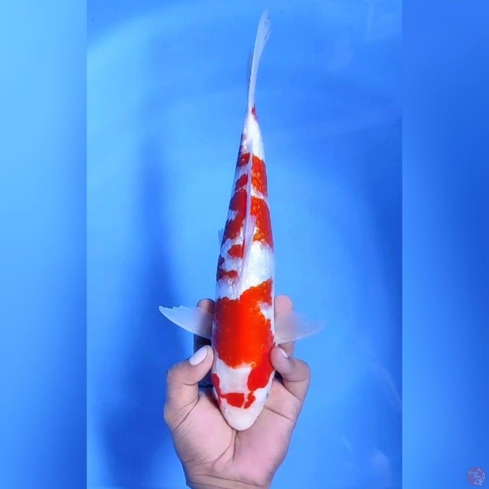 KOHAKU GINRIN # 33CM - M