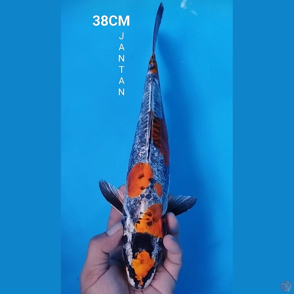 KIKO KURYU 38CM JANTAN