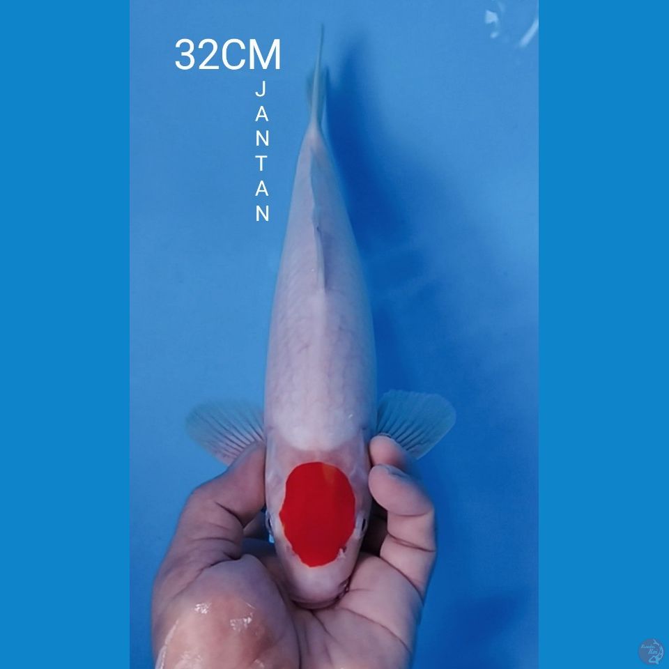 TANCHO KOHAKU 32CM JANTAN