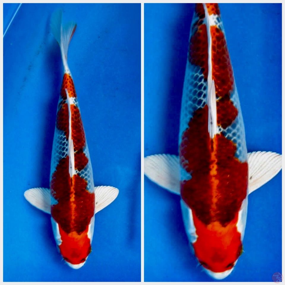 Red kujaku 29cm male