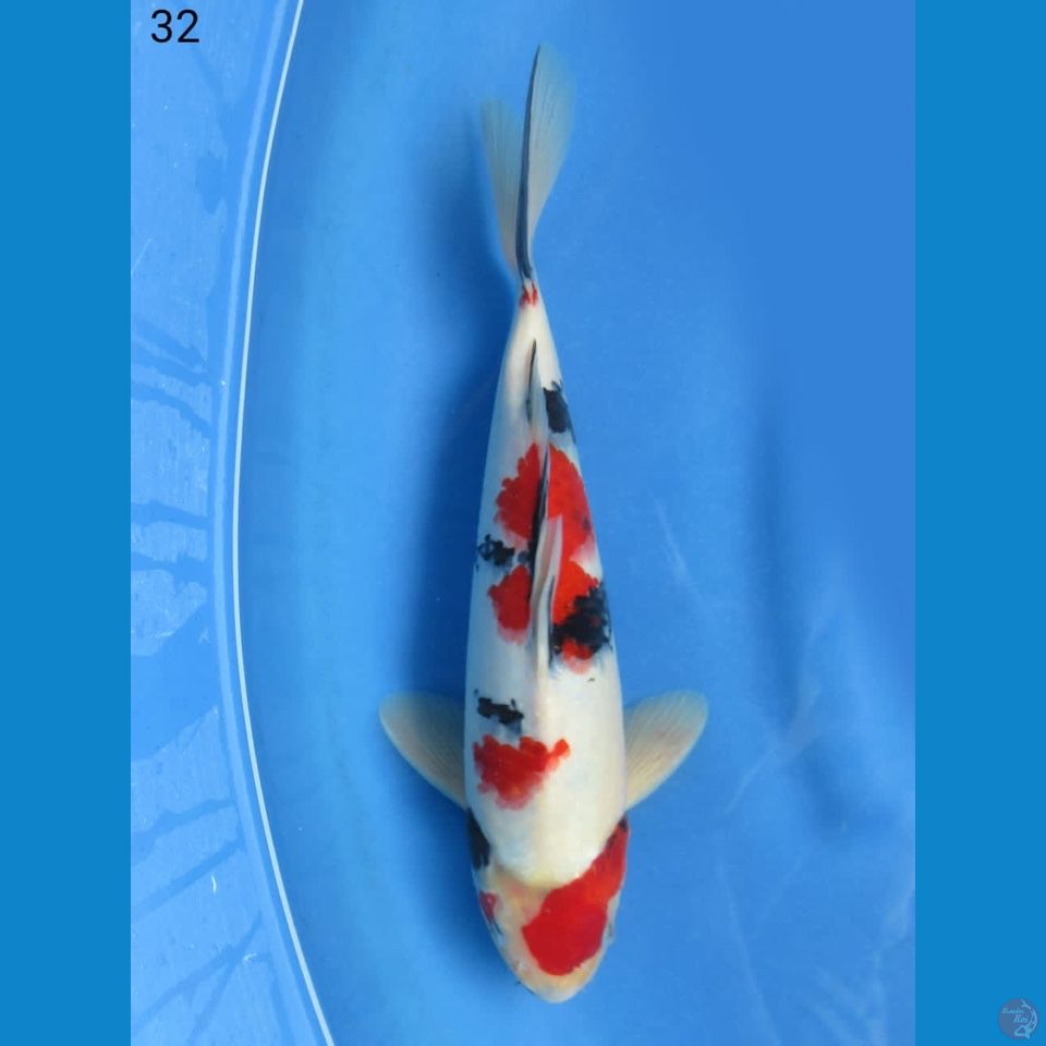 32cm - Kindai showa super merah 