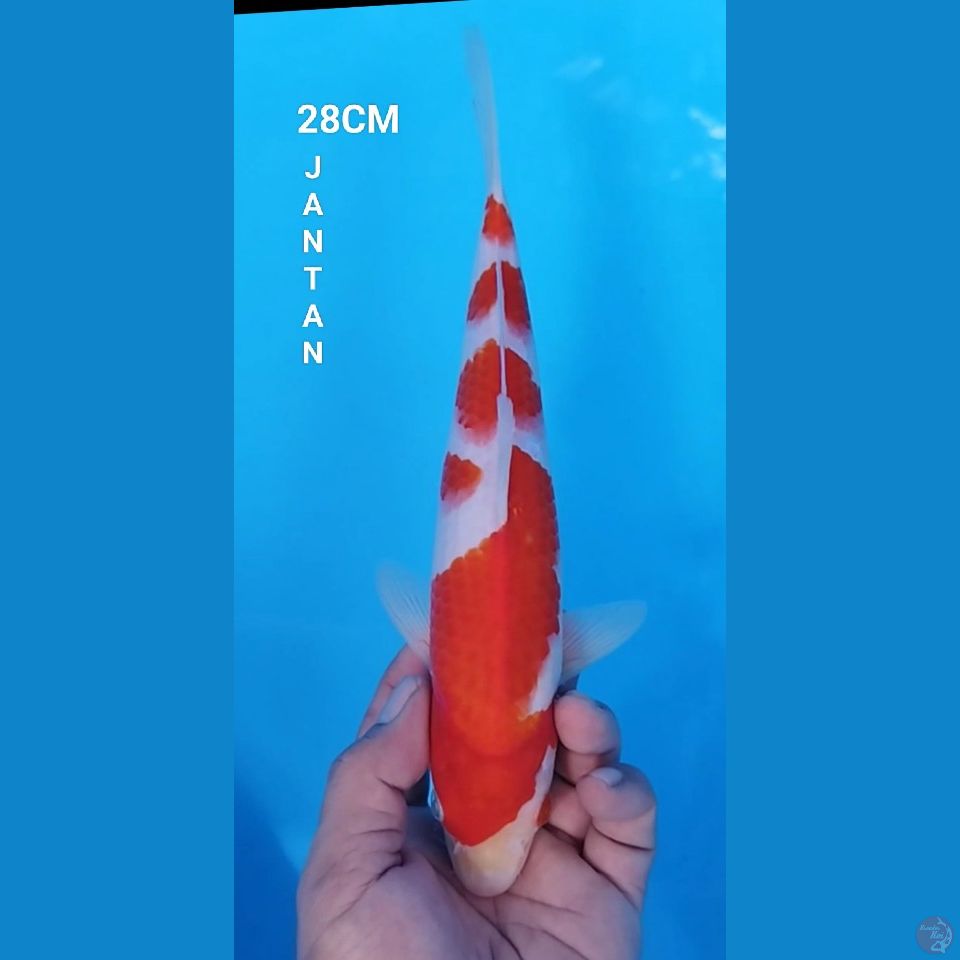 FULL ORIGINAL KOHAKU 28CM JANTAN
