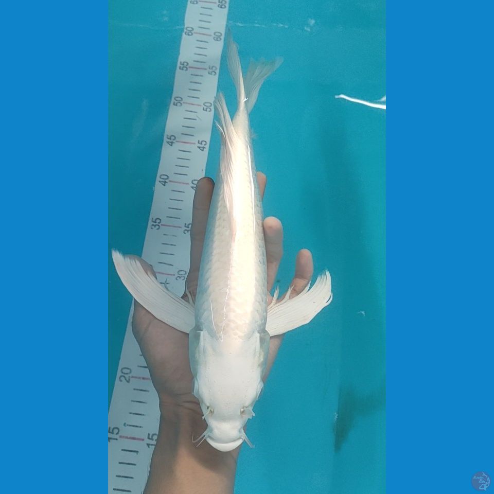 Kumpay Platinum 38cm female