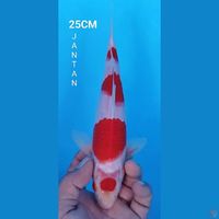 ORIGIN KOHAKU 25CM JANTAN