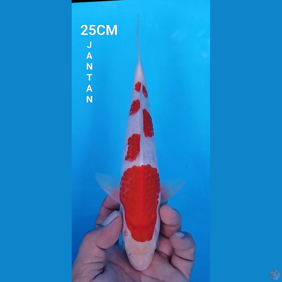 KOHAKU SIZE 25CM JANTAN