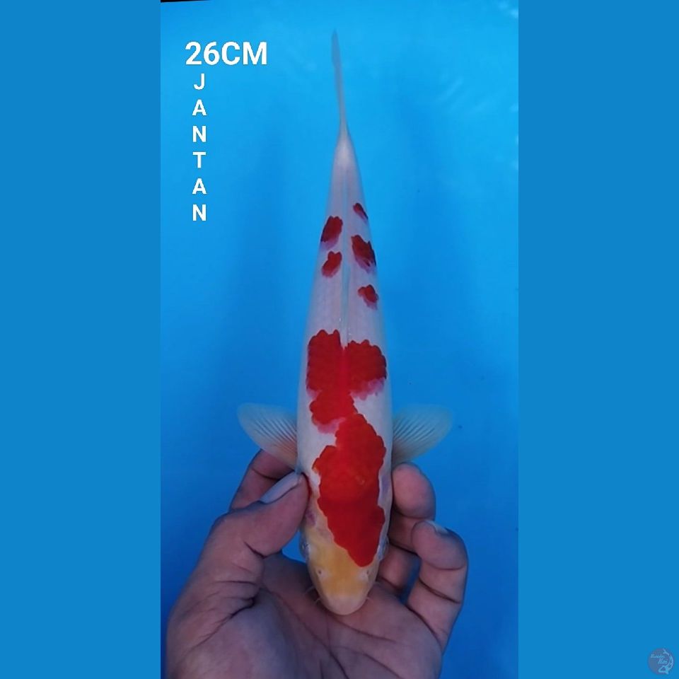ORIGIN KOHAKU 26CM JANTAN